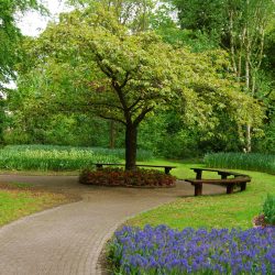 nature-spring-park-garden-5080